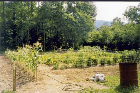 Market Garden at Asheville Organic Mini-Farm