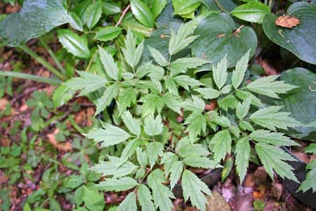 Native Plants - Cohosh