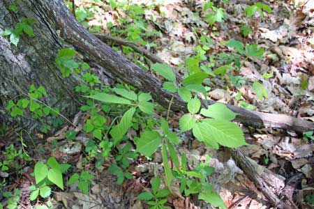 Native Plants - Ginseng 