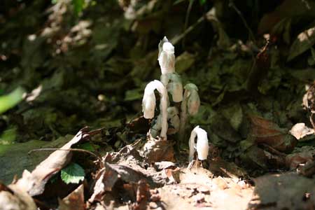 Native Plants - Indian Pipe