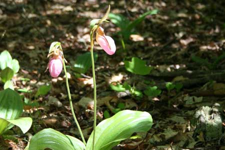 Native Plants - Lady Slipper