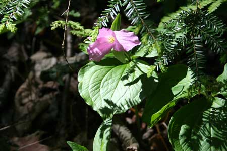 Native Plants - Pink Trillium