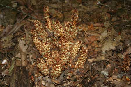Native Plants - Squaw Root