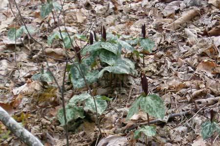 Native Plants - Toad Shade
