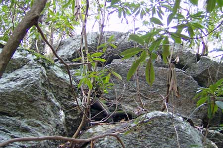 Rock Outcrops Rock Outcrops