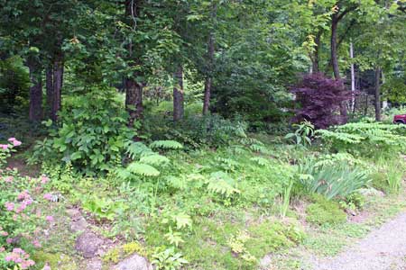Woodland Garden with Winding Paths Woodland Garden with Winding Paths