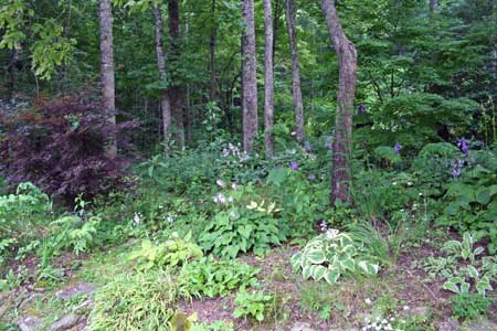 Woodland Garden with Winding Paths Woodland Garden with Winding Paths
