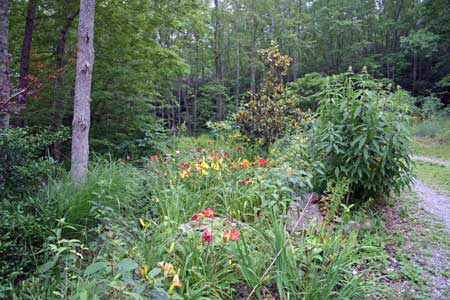 Woodland Garden with Winding Paths Woodland Garden with Winding Paths