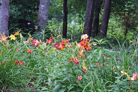 Woodland Garden with Winding Paths Woodland Garden with Winding Paths