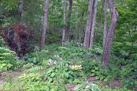 Woodland Garden with Winding Paths Woodland Garden with Winding Paths